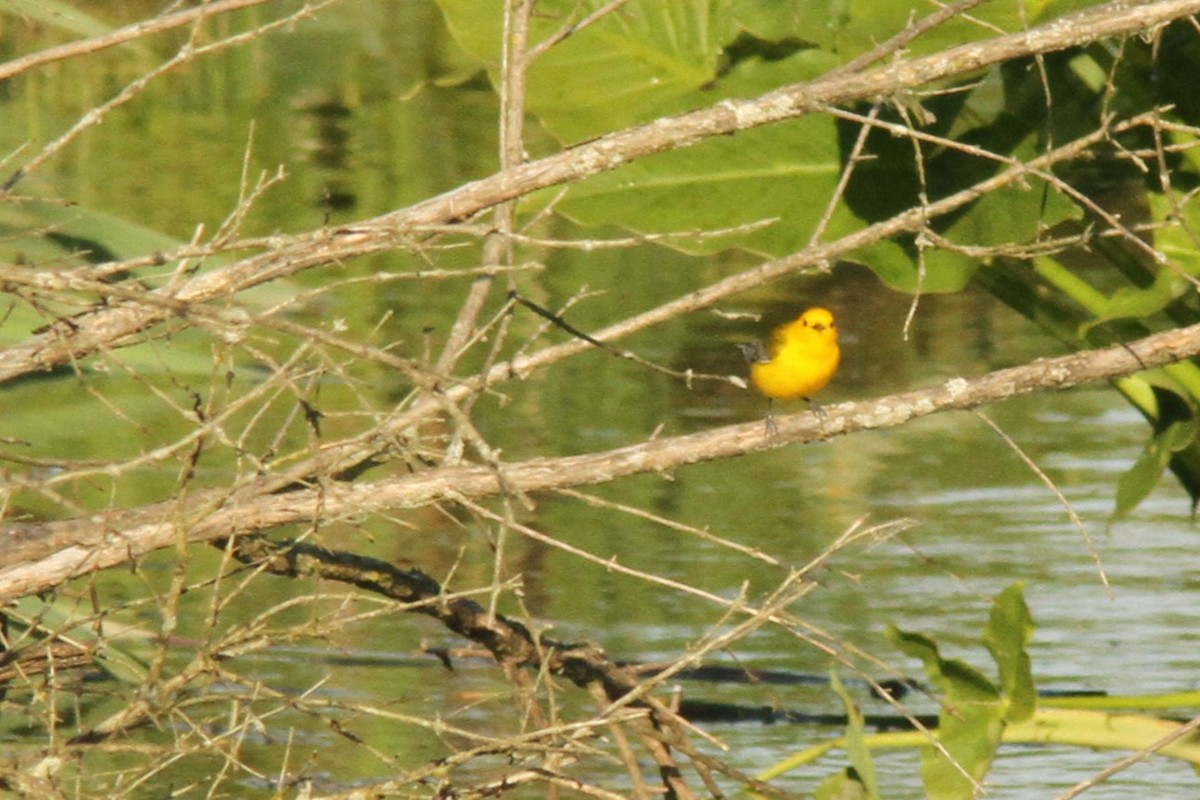 Prothonotary Warbler - ML620282310