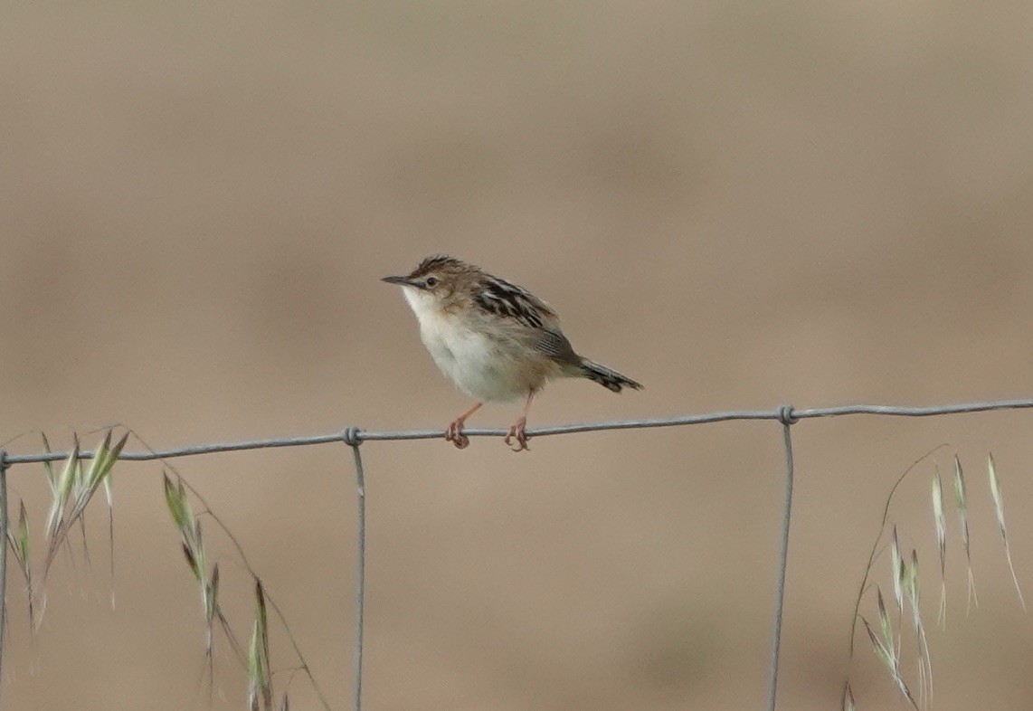 Zitting Cisticola - ML620282311