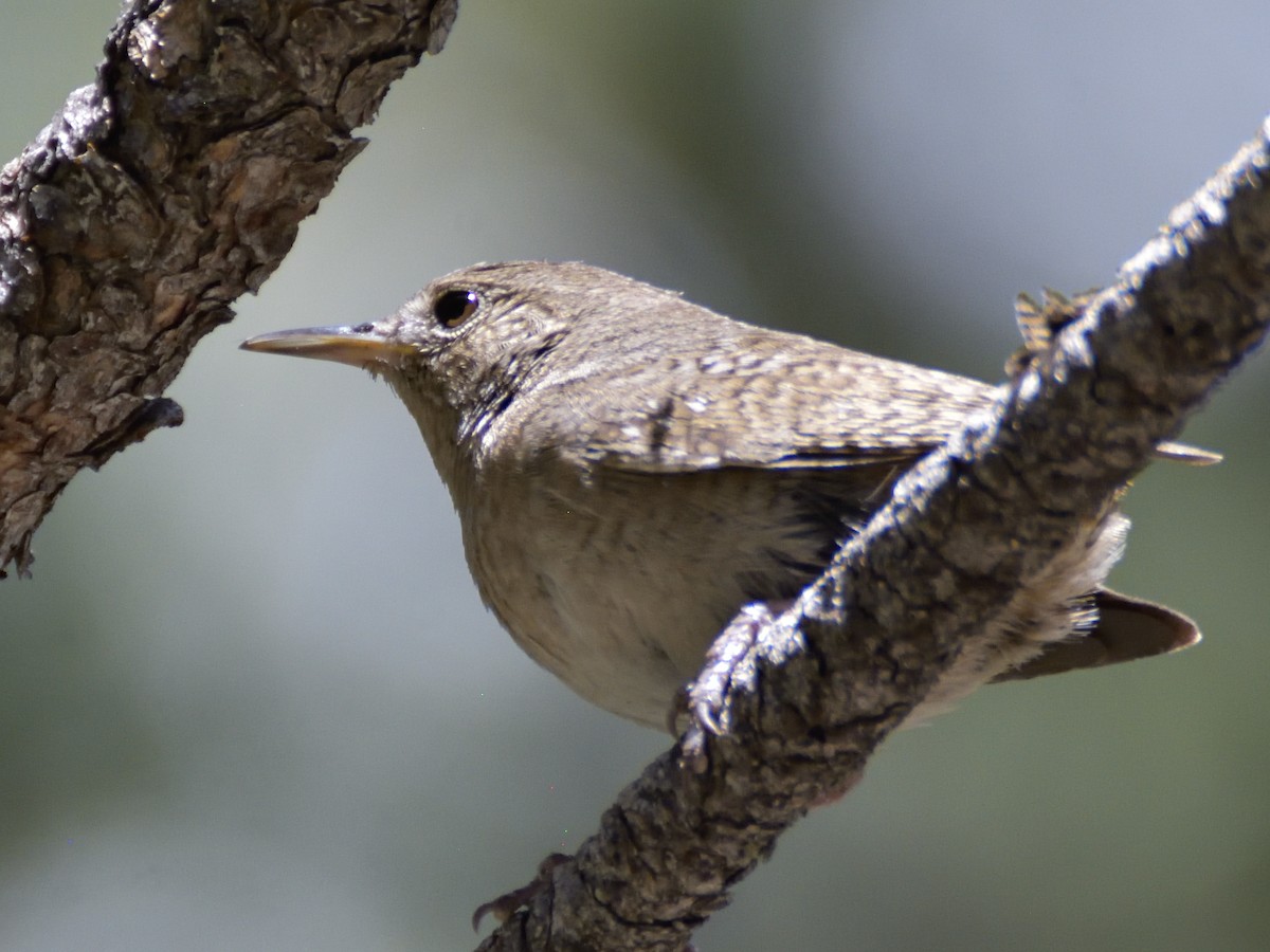 House Wren - ML620282319