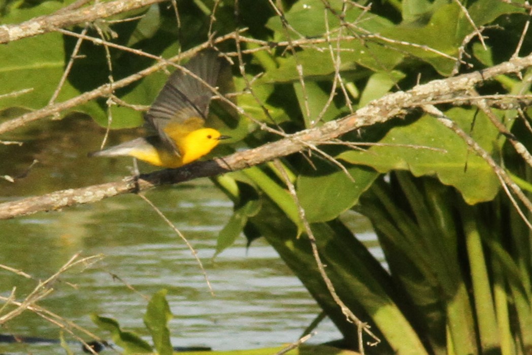 Prothonotary Warbler - ML620282321