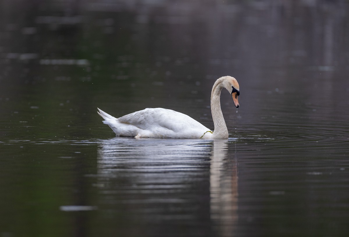 Mute Swan - ML620282323