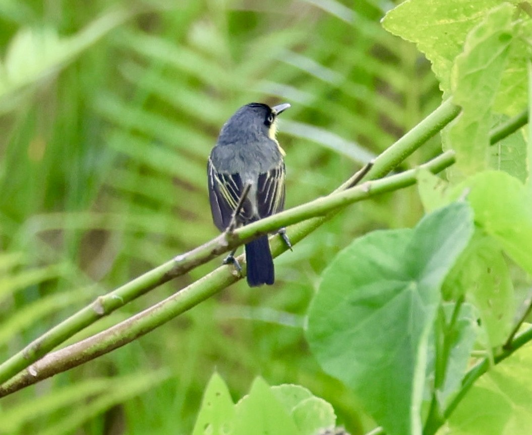 Common Tody-Flycatcher - ML620282324