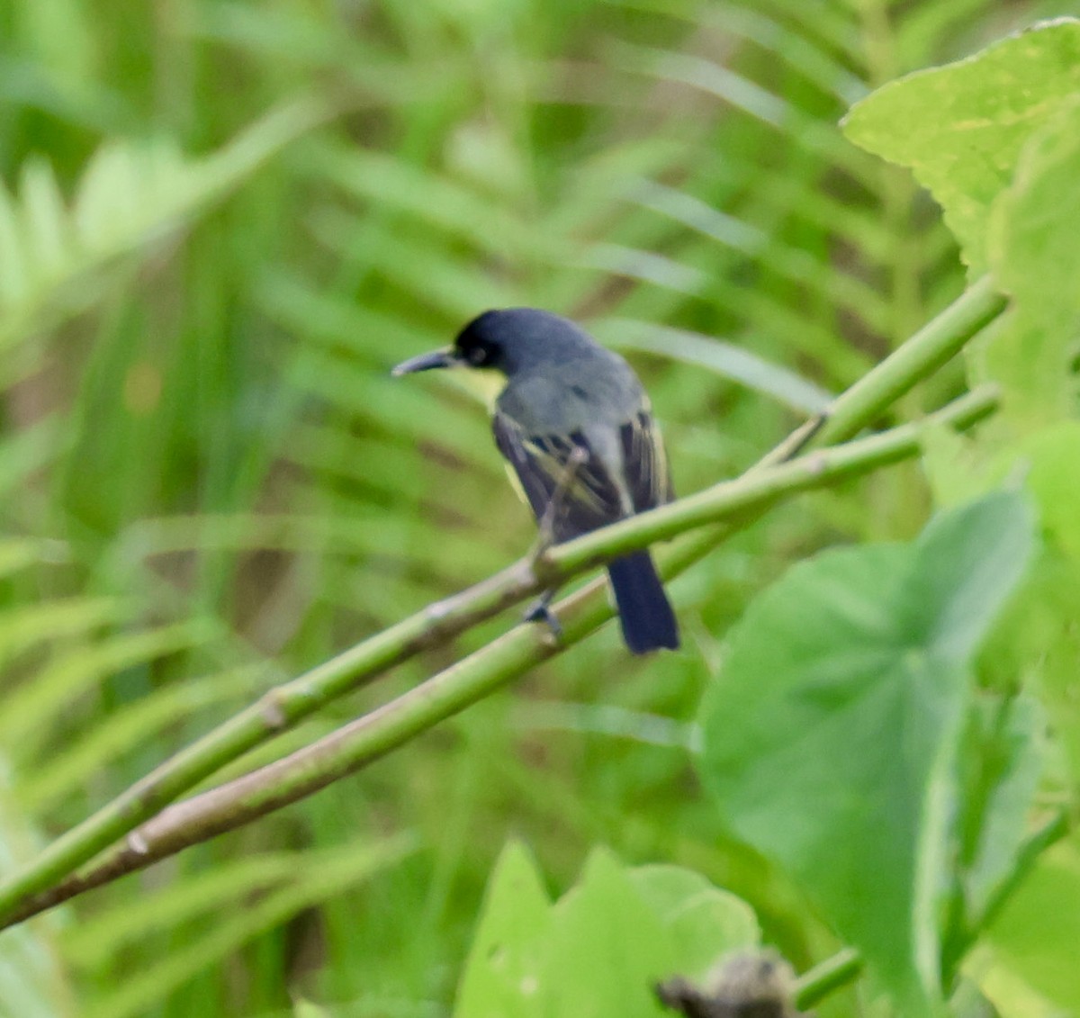 Common Tody-Flycatcher - ML620282325