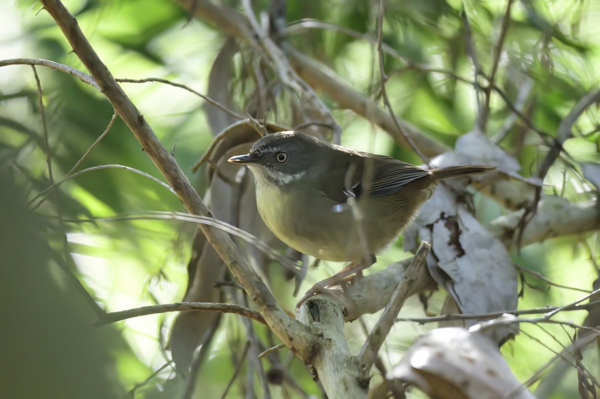 White-browed Scrubwren - Ken Crawley