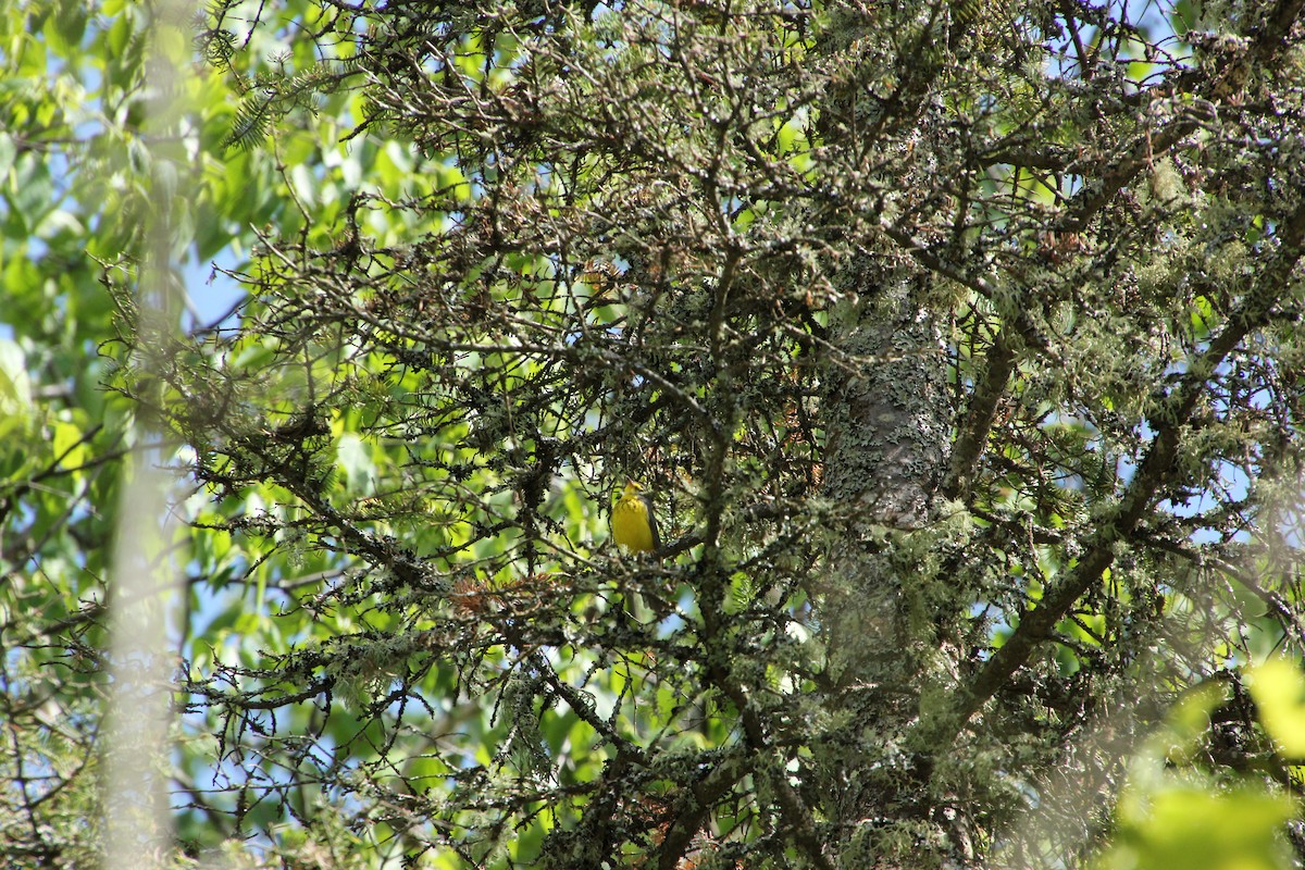 Canada Warbler - ML620282332