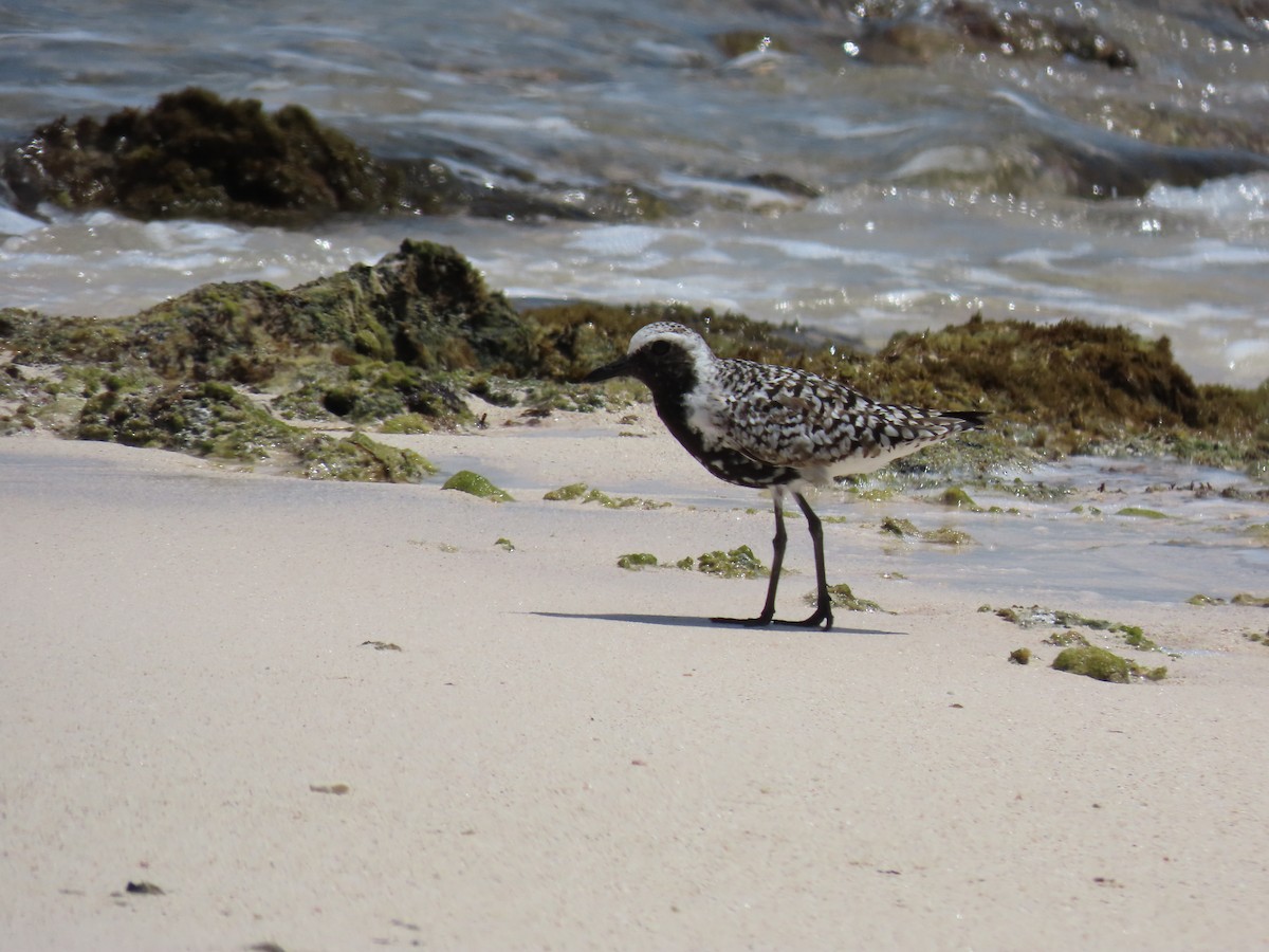 Black-bellied Plover - ML620282337