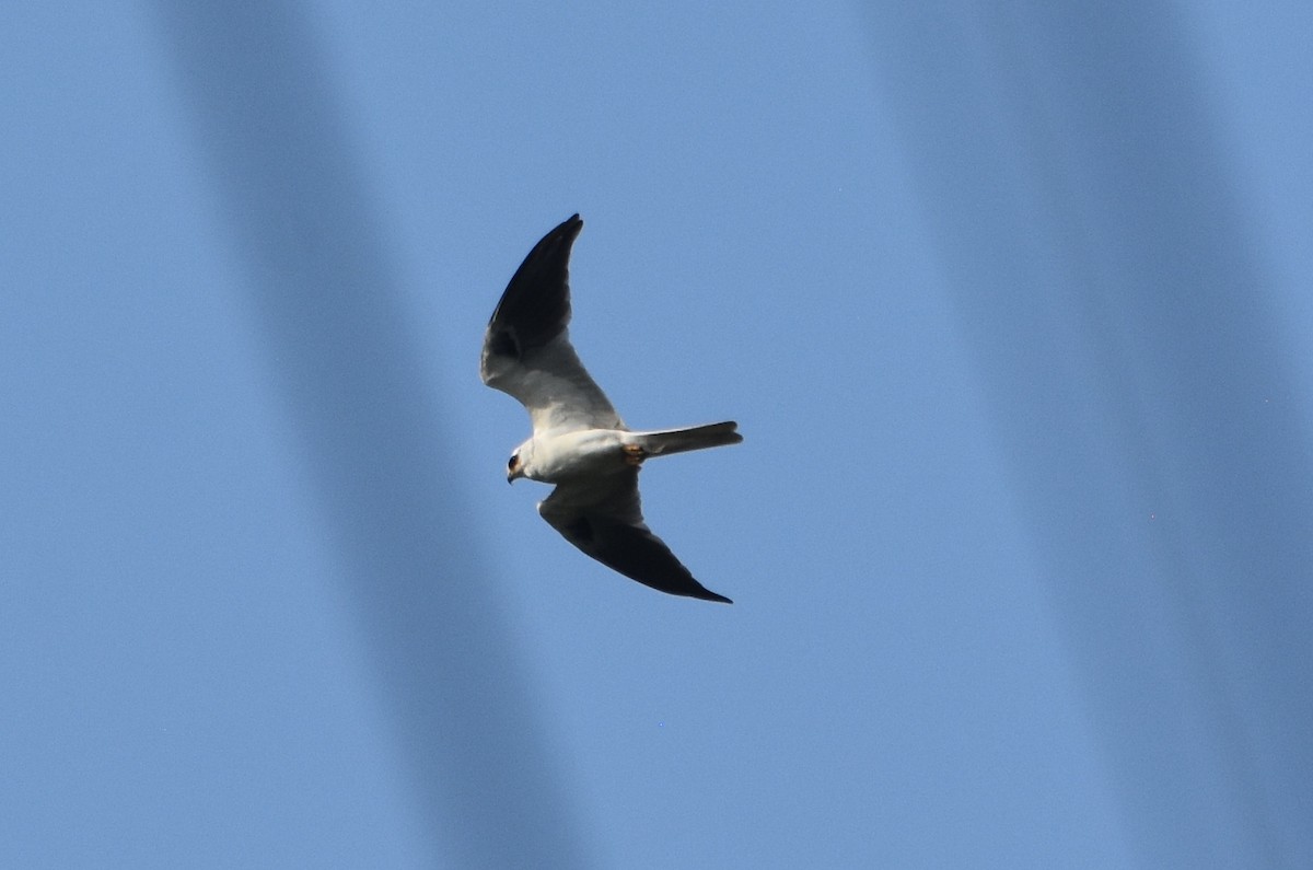 White-tailed Kite - ML620282338