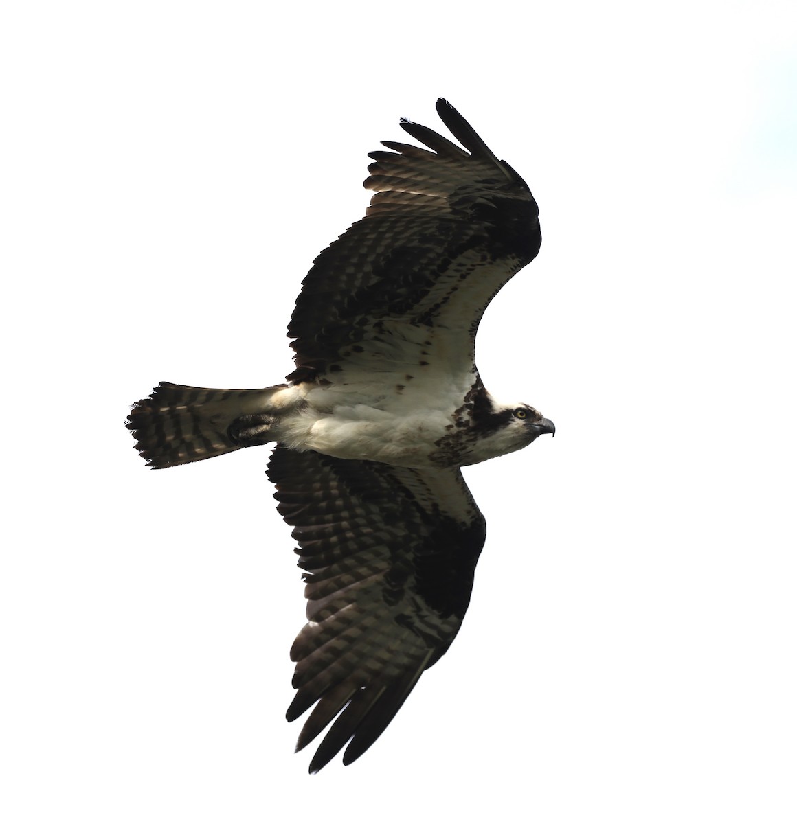 Osprey - ML620282340