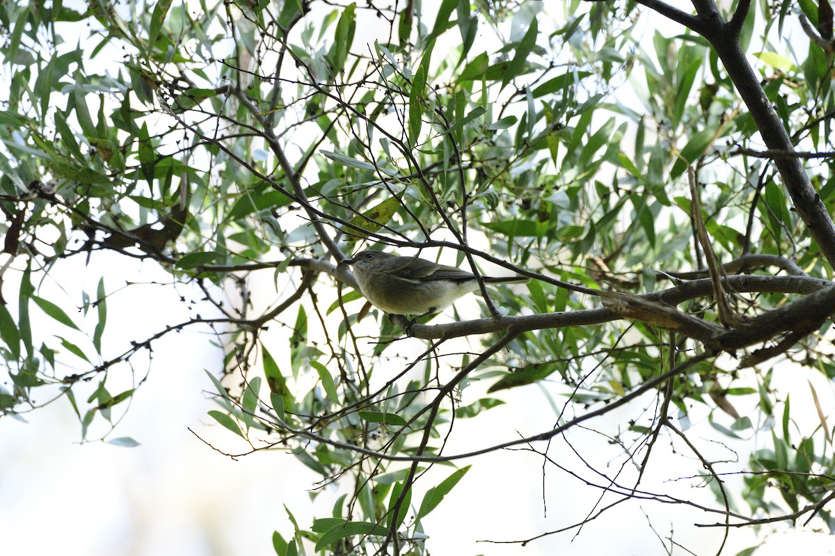 Golden Whistler - ML620282342