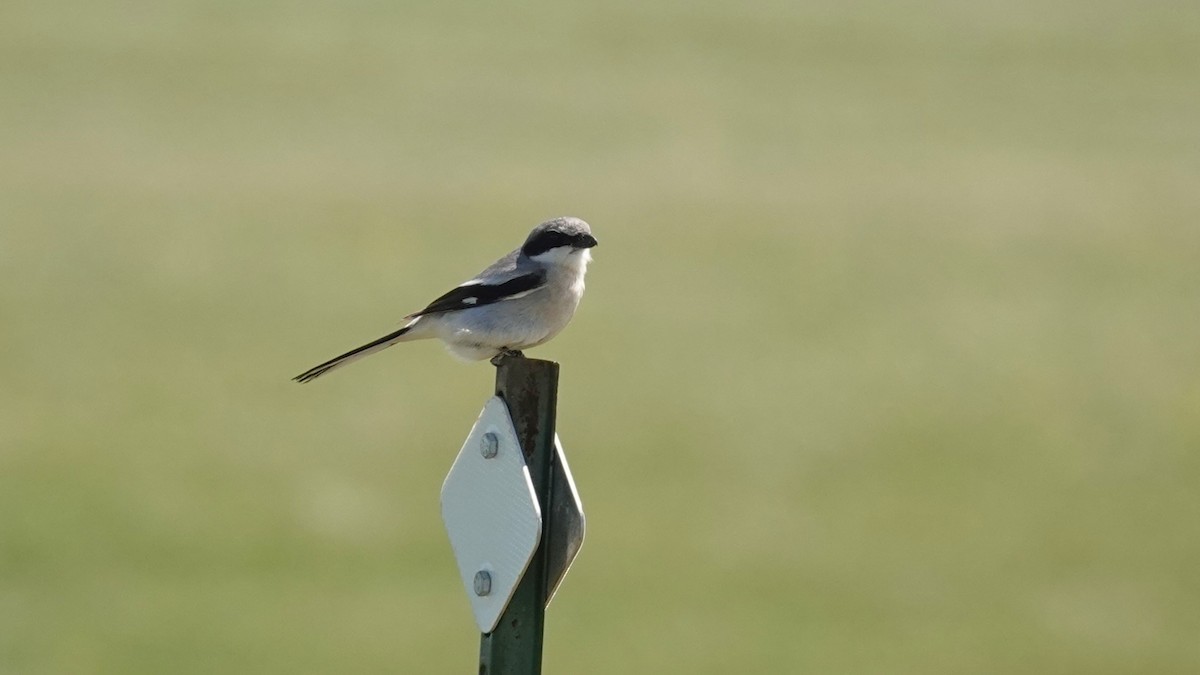 Loggerhead Shrike - ML620282344