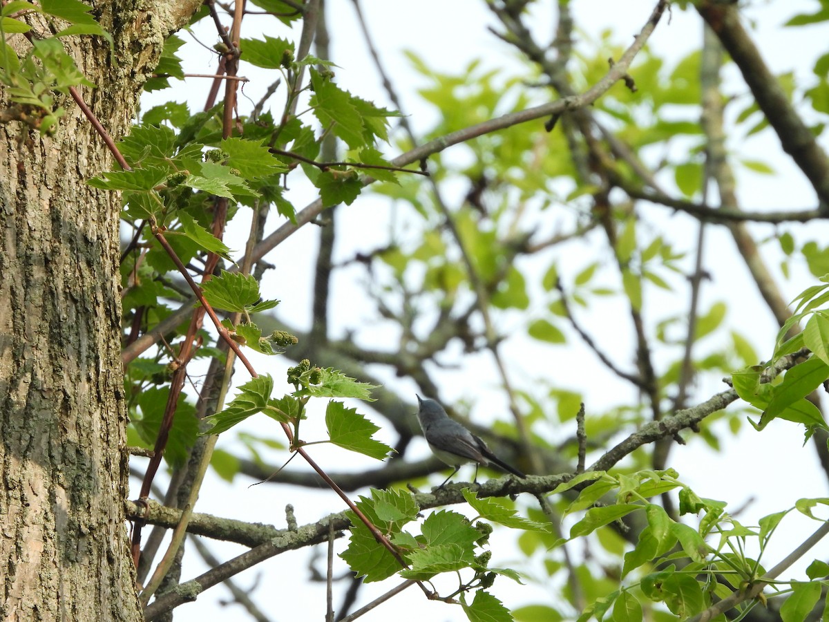 Blue-gray Gnatcatcher - ML620282345