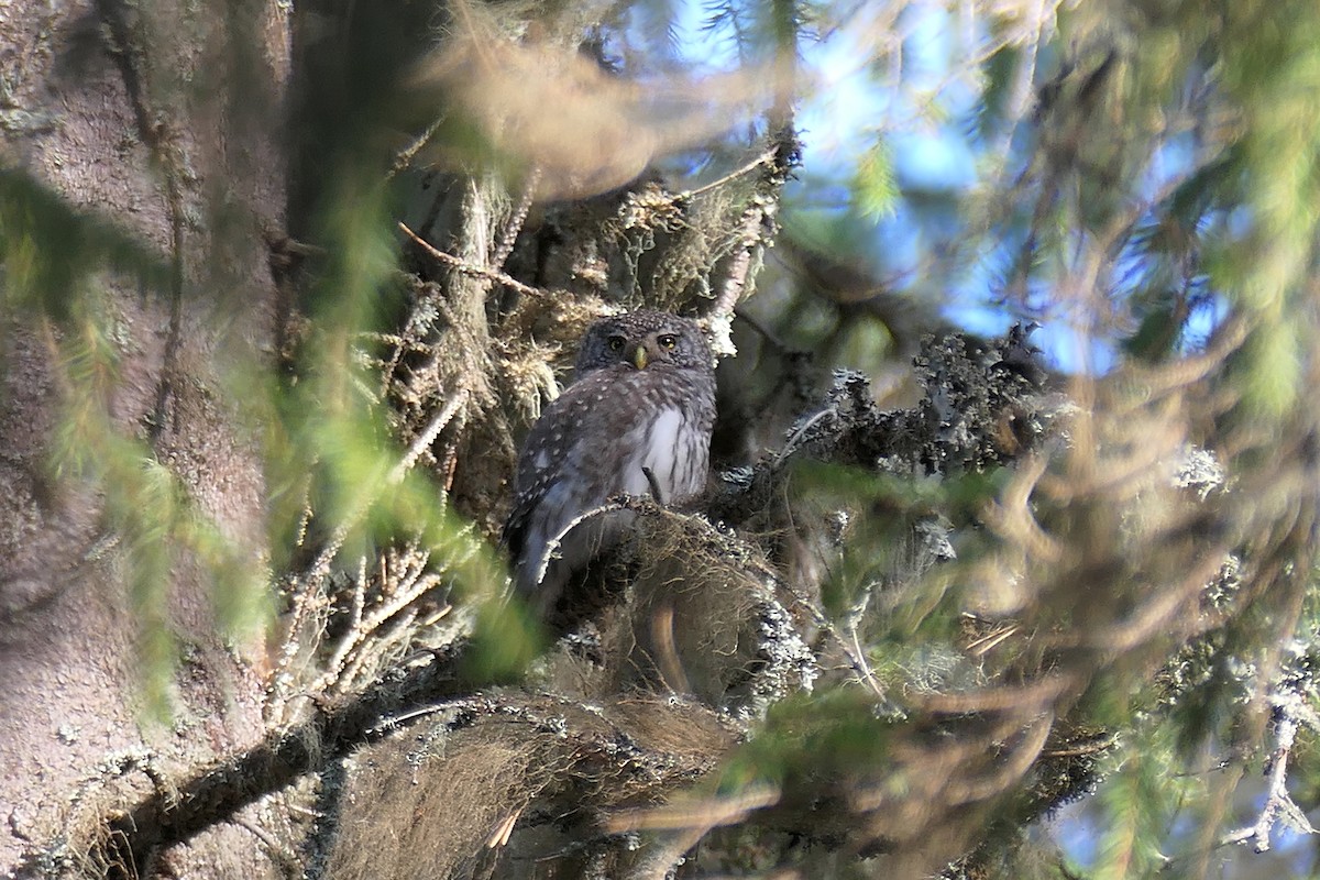 Eurasian Pygmy-Owl - ML620282347