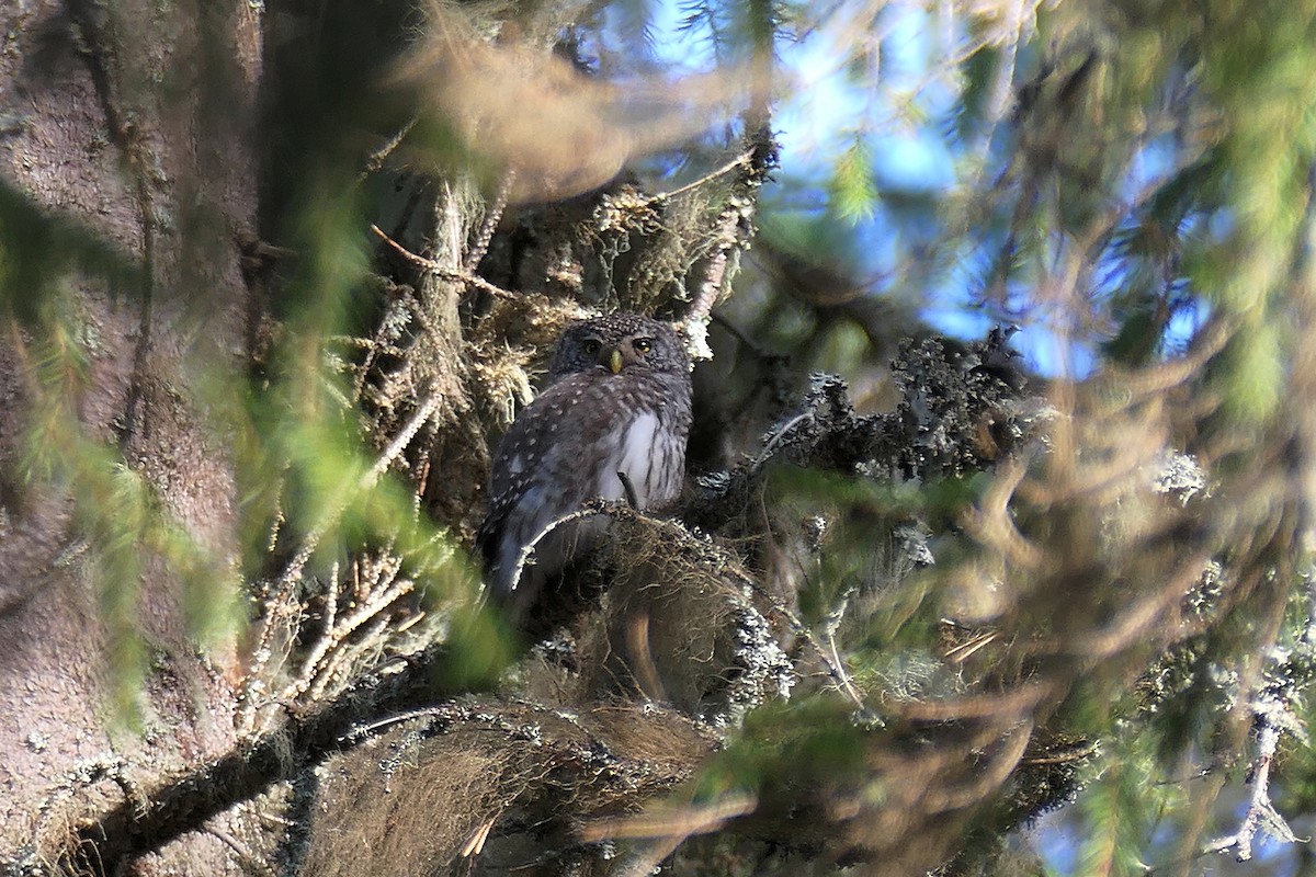 Eurasian Pygmy-Owl - ML620282348