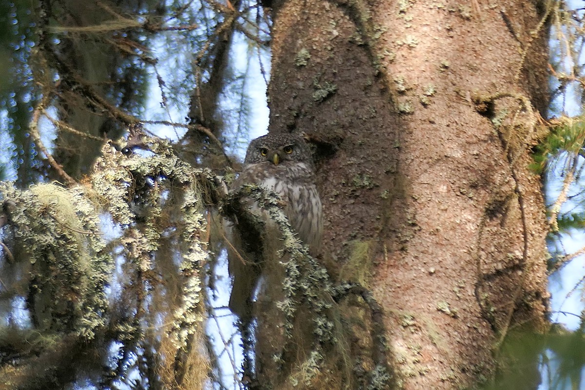 Eurasian Pygmy-Owl - ML620282349