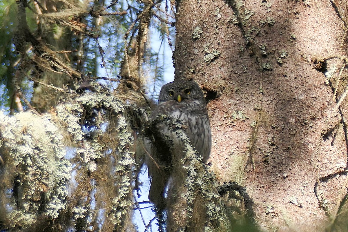 Eurasian Pygmy-Owl - ML620282350