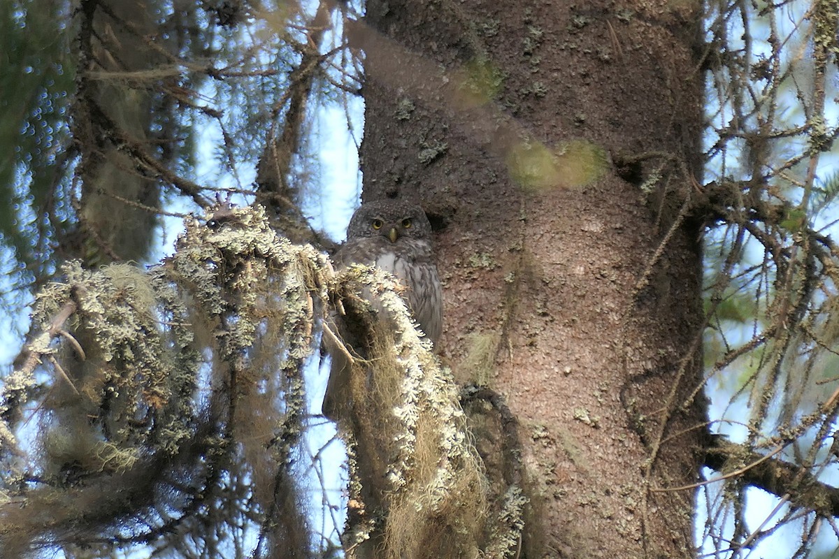 Eurasian Pygmy-Owl - ML620282351