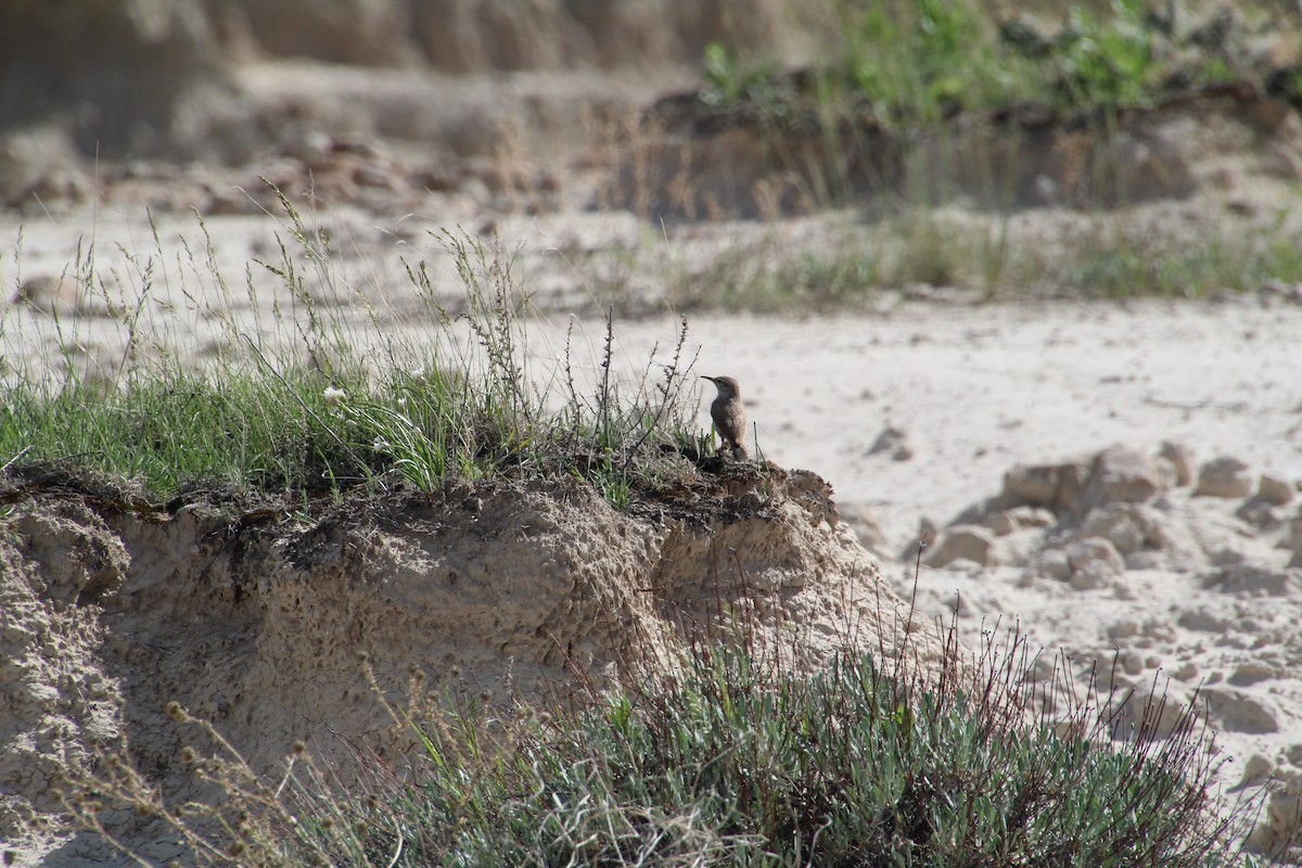 Rock Wren - ML620282357