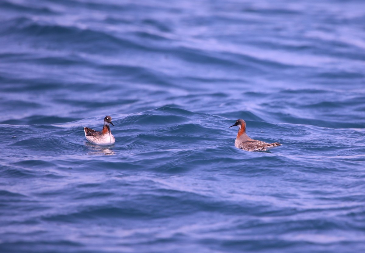 Red-necked Phalarope - ML620282359