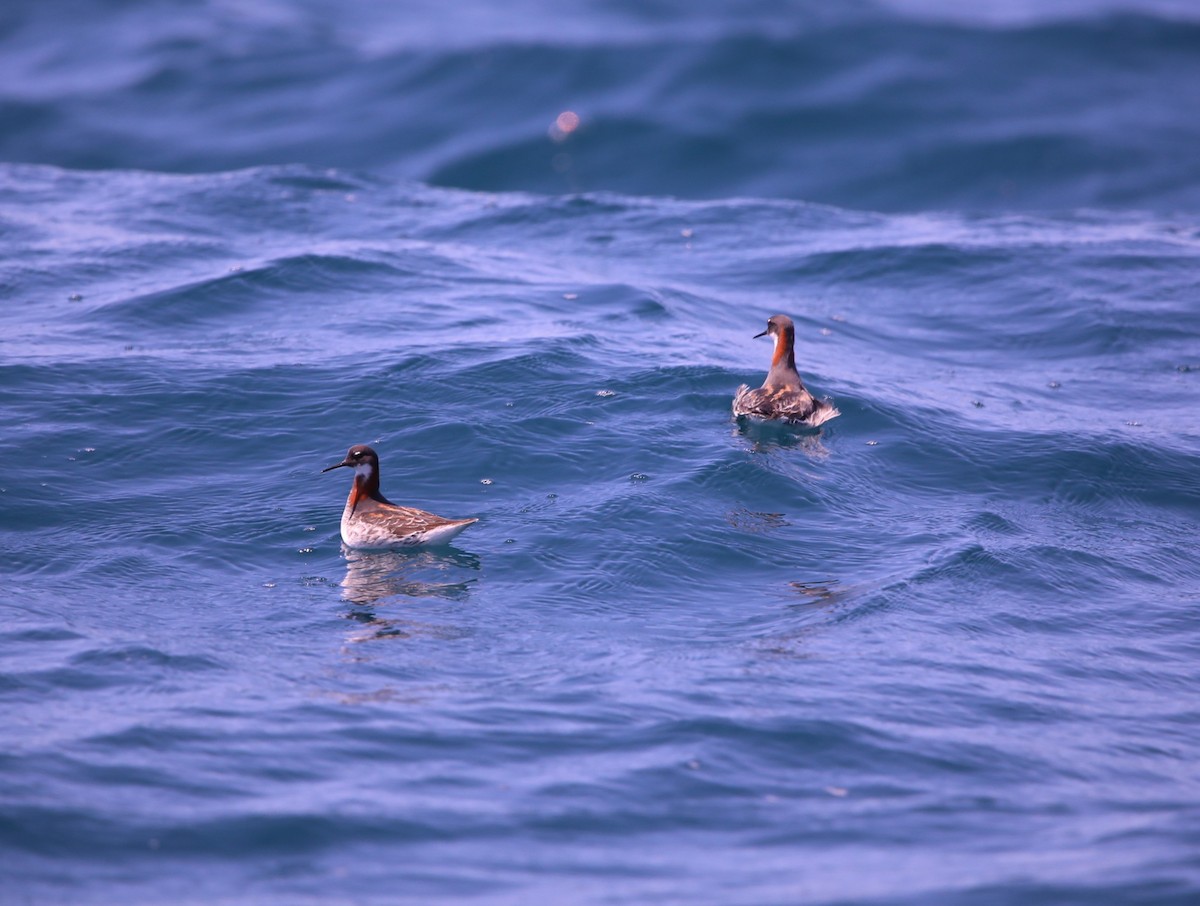 Red-necked Phalarope - ML620282361