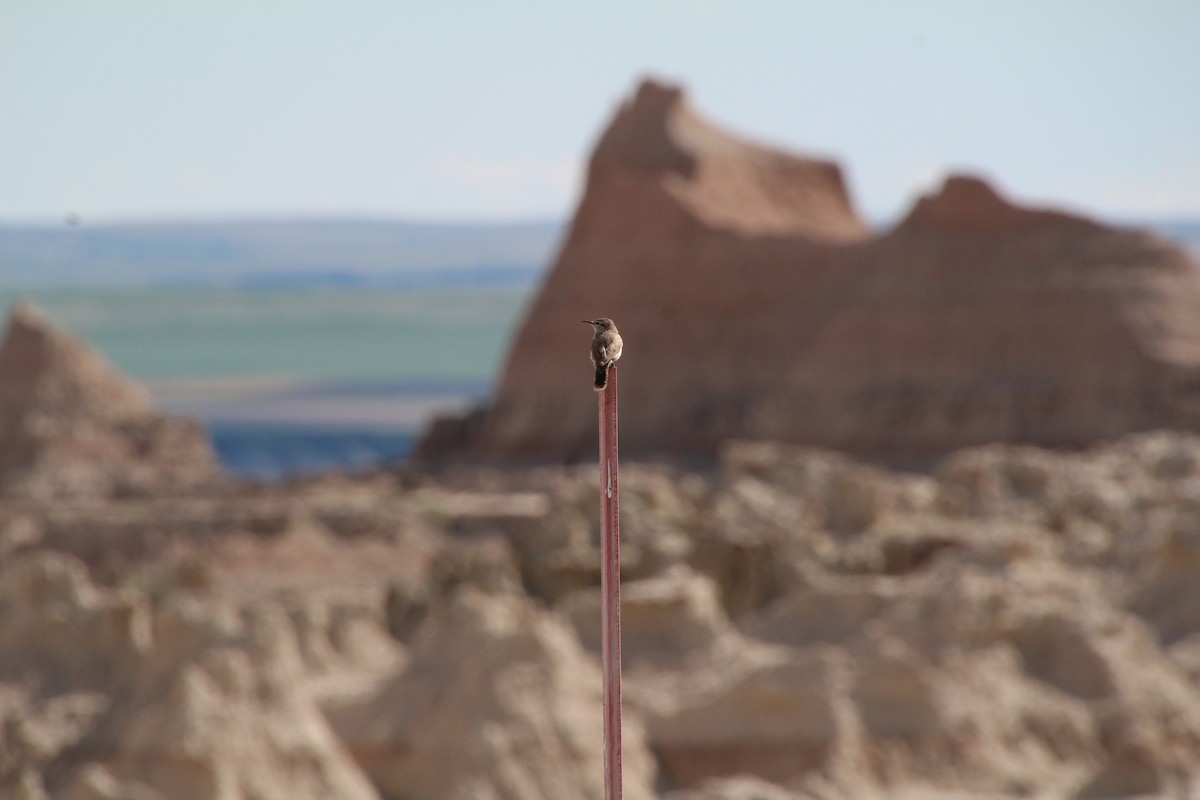 Rock Wren - ML620282364