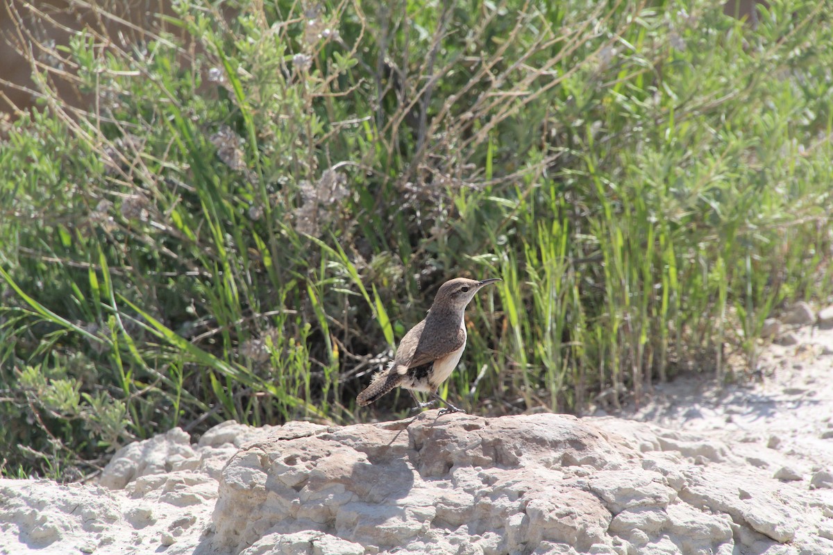 Rock Wren - ML620282368