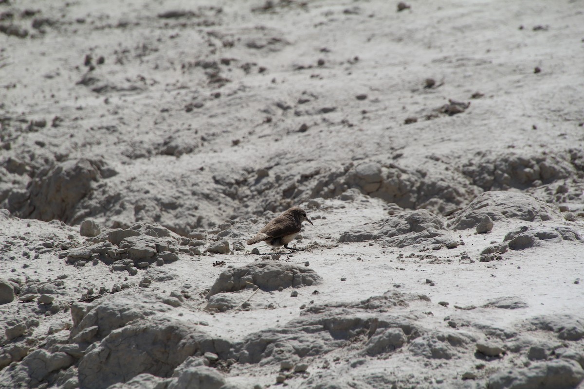 Rock Wren - ML620282370