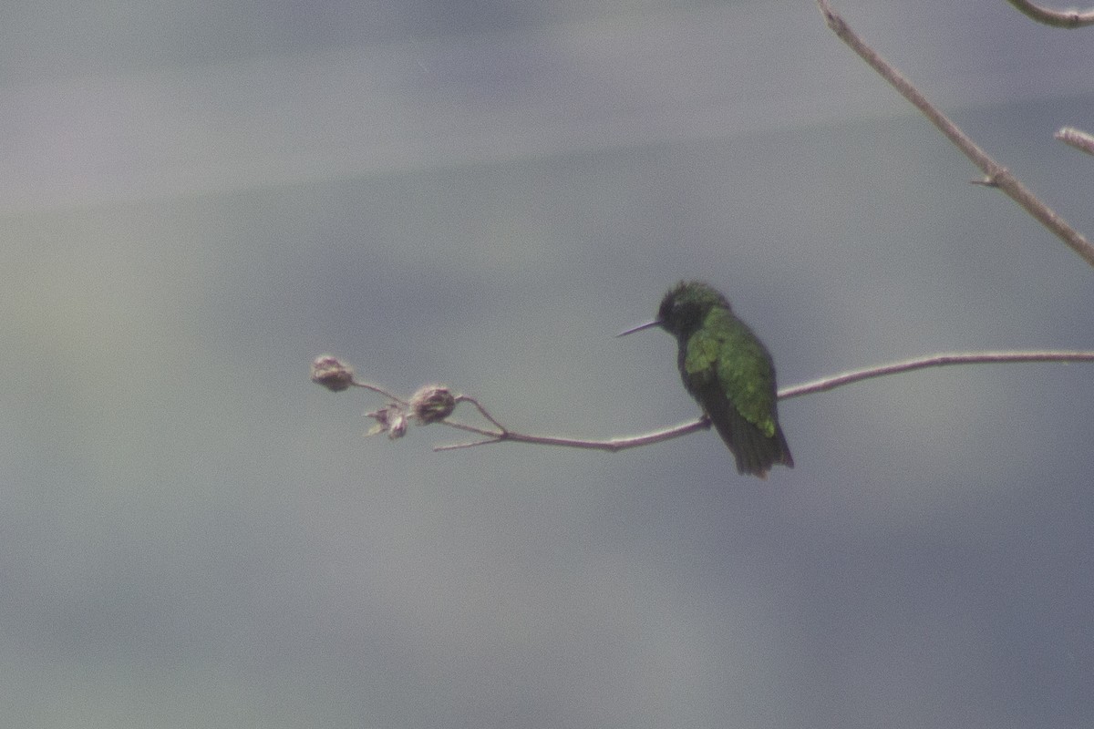 Green-tailed Emerald - ML620282373