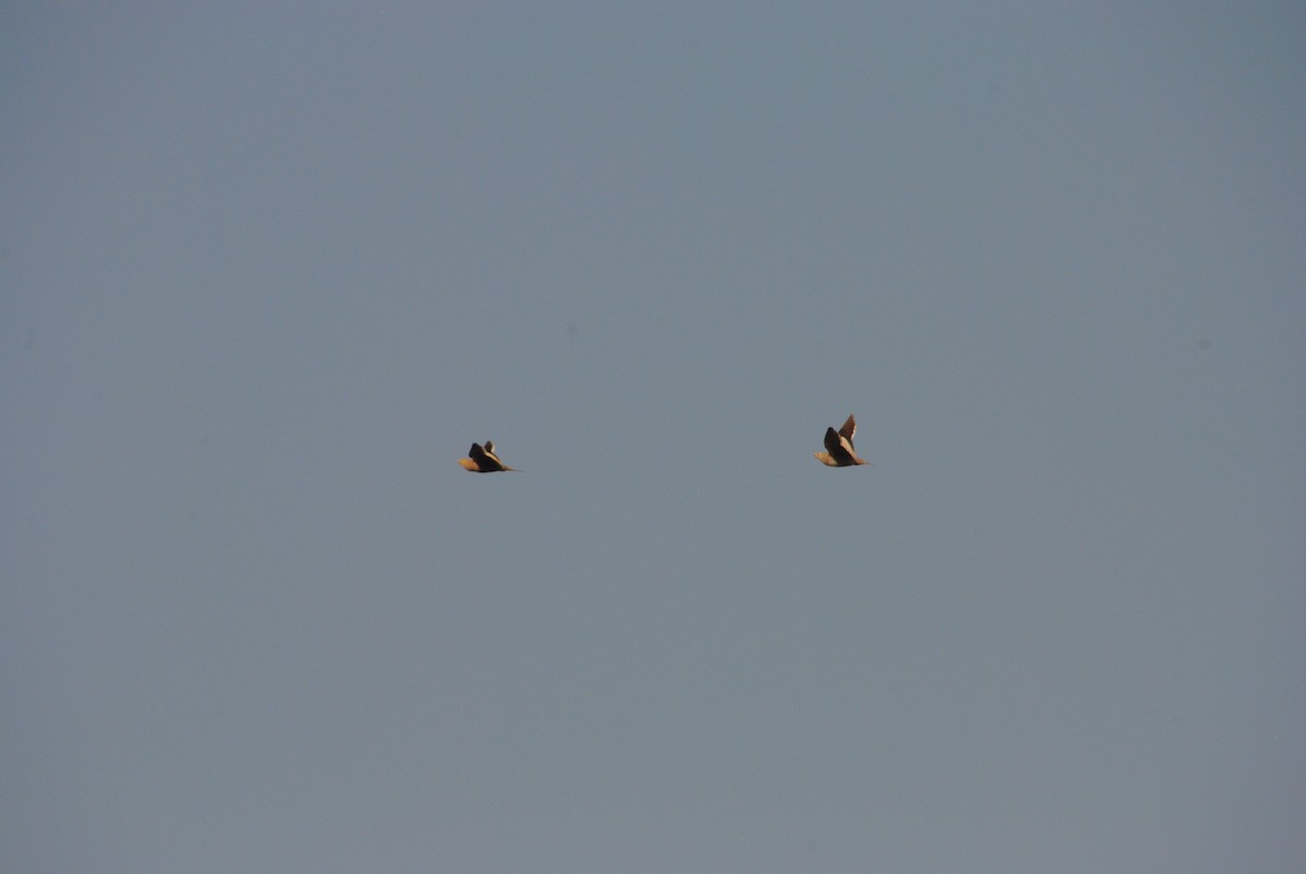 Chestnut-bellied Sandgrouse - ML620282382