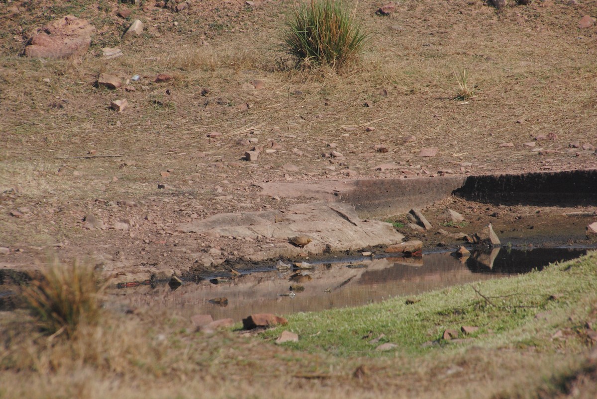 Chestnut-bellied Sandgrouse - ML620282383