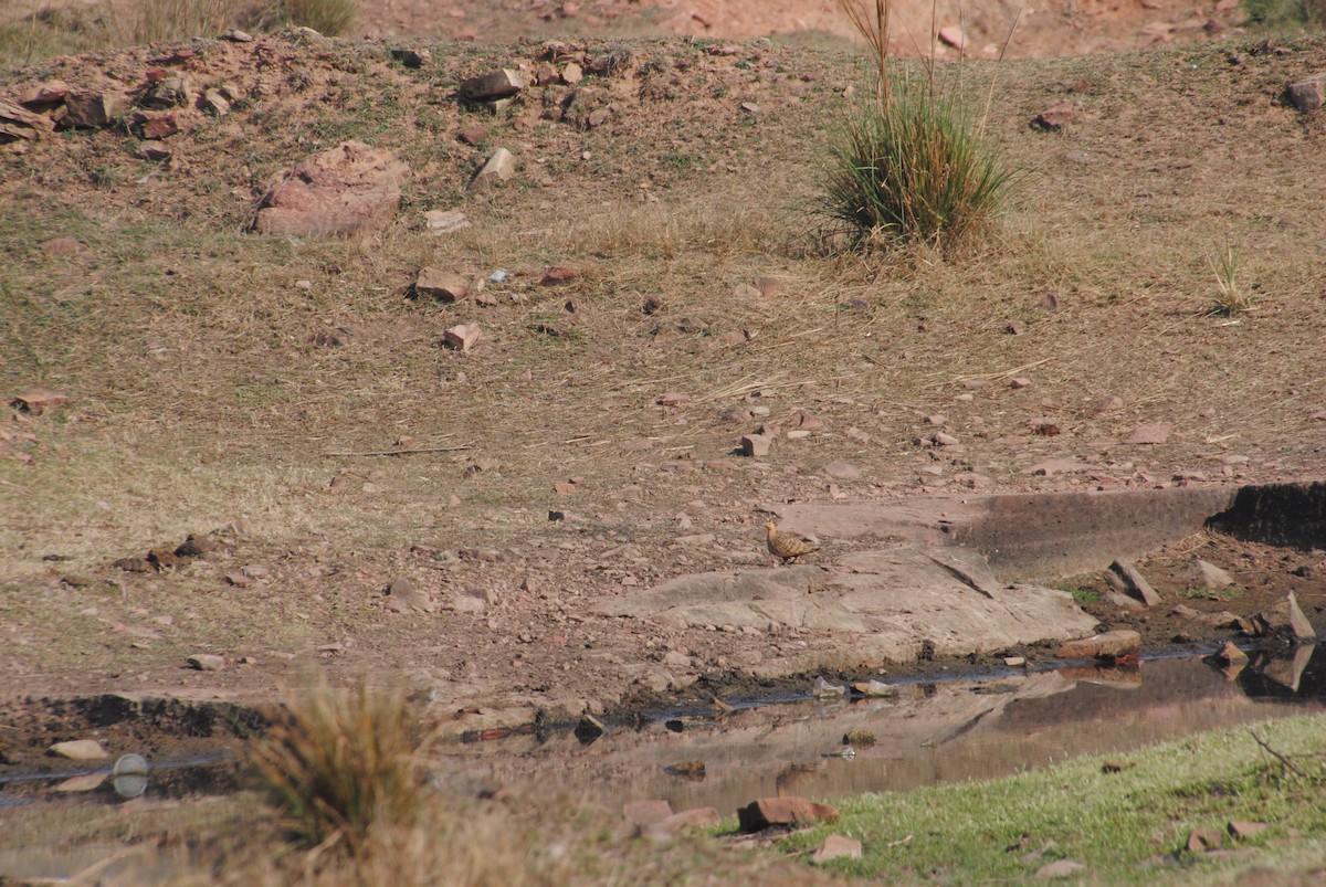 Chestnut-bellied Sandgrouse - ML620282384