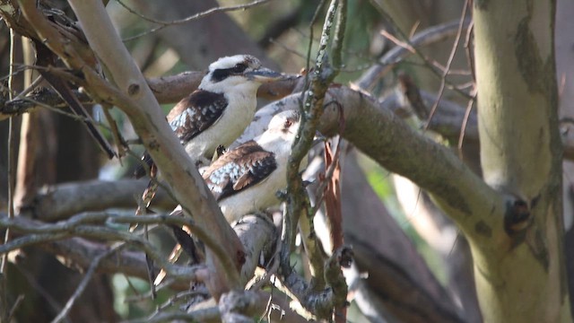 Laughing Kookaburra - ML620282385