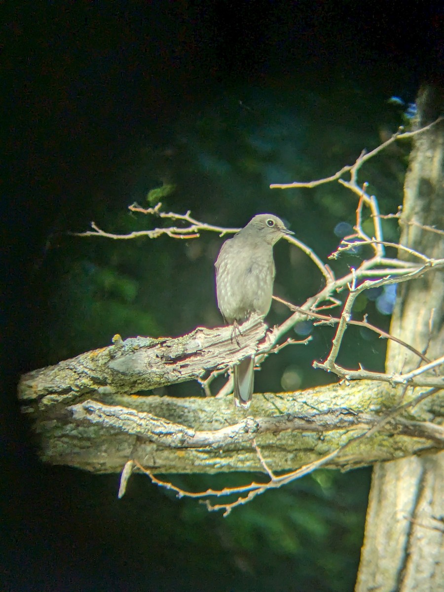 Townsend's Solitaire - ML620282389