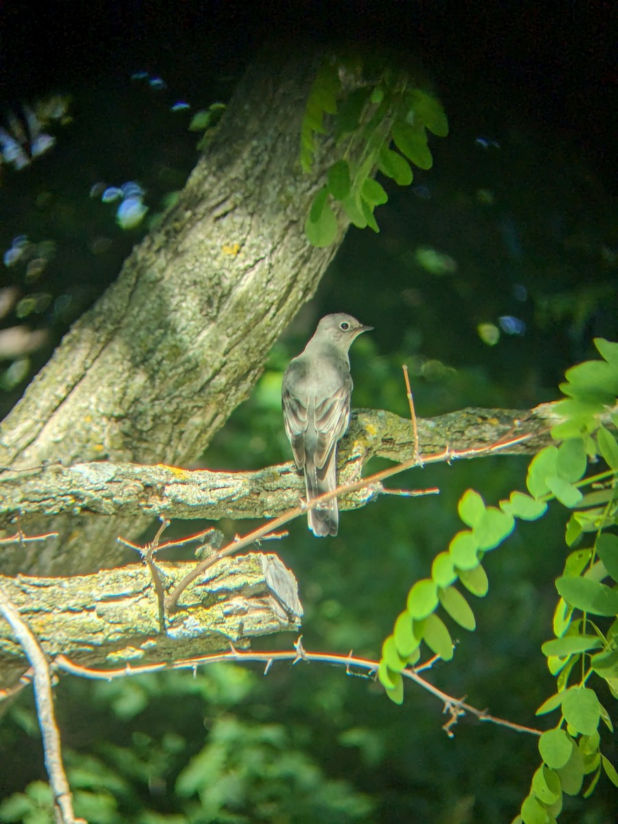 Townsend's Solitaire - ML620282390