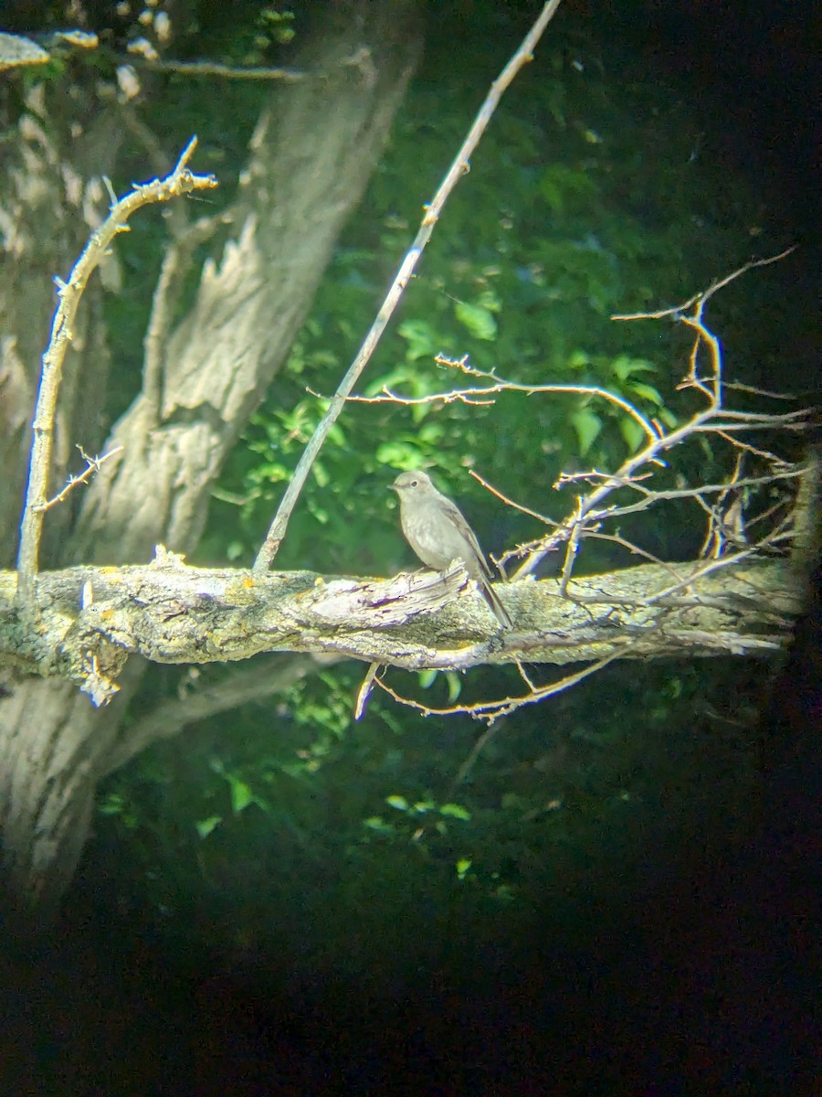 ハエトリツグミ - ML620282391