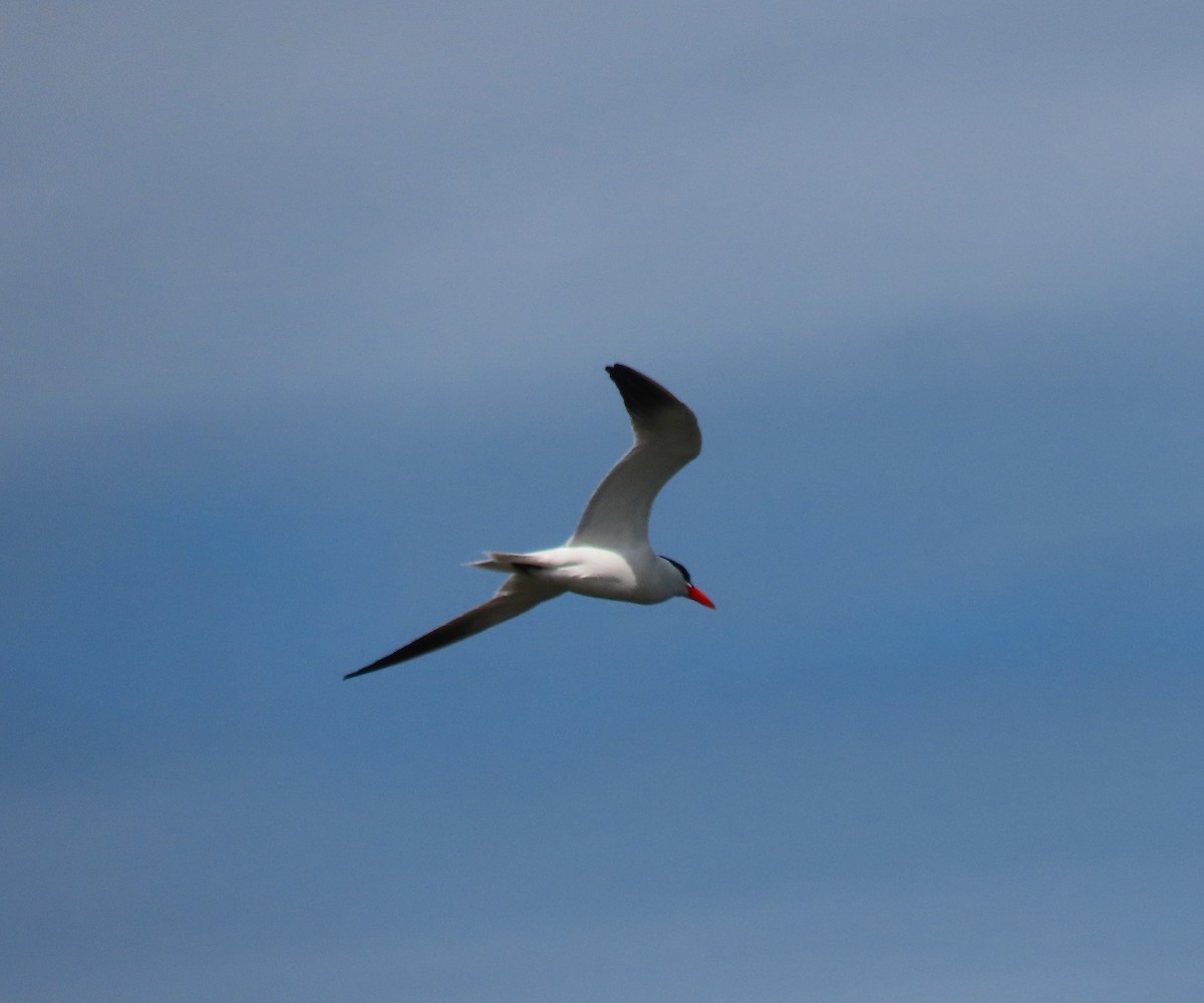 Caspian Tern - ML620282392