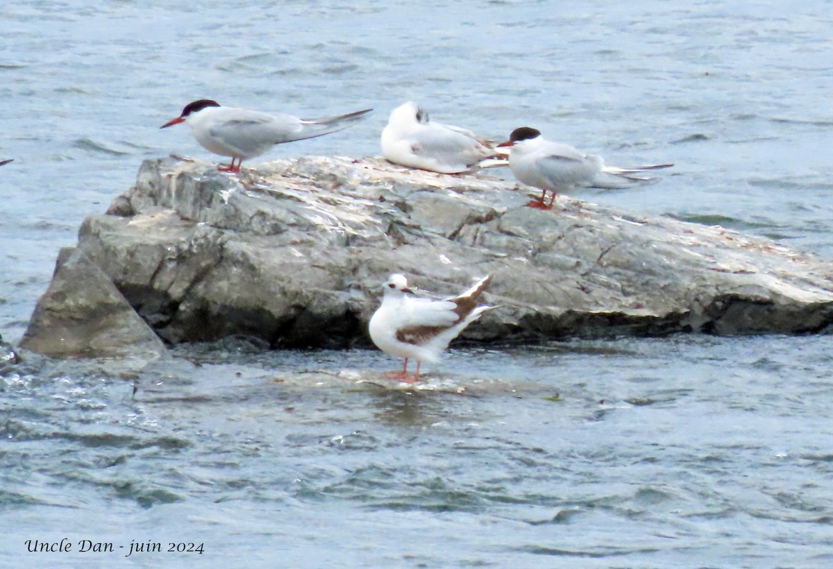 Little Gull - ML620282394