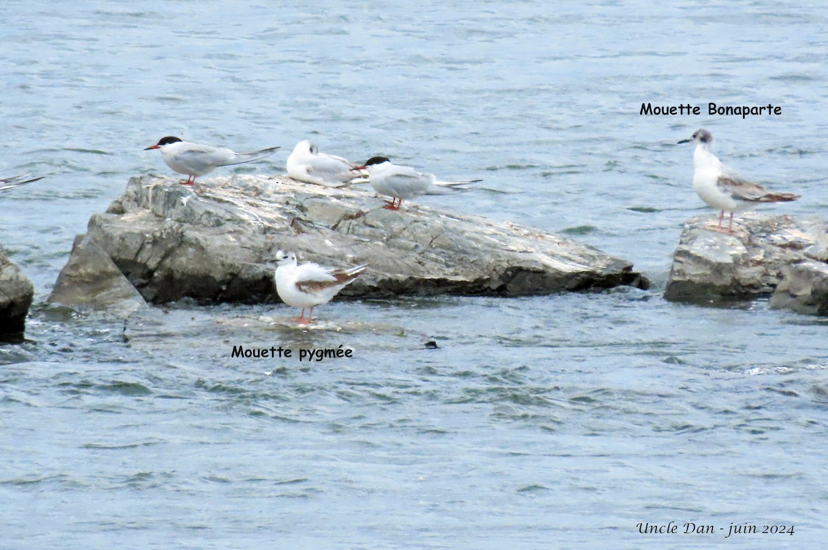 Little Gull - ML620282397