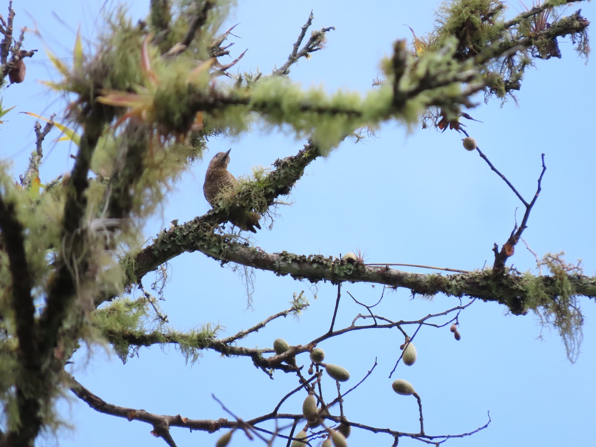 Little Woodpecker - Cristian Cufiño