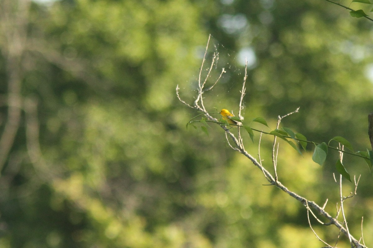 Prothonotary Warbler - ML620282408
