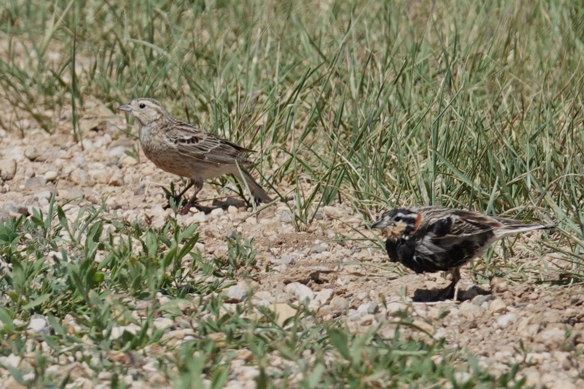 Chestnut-collared Longspur - ML620282409