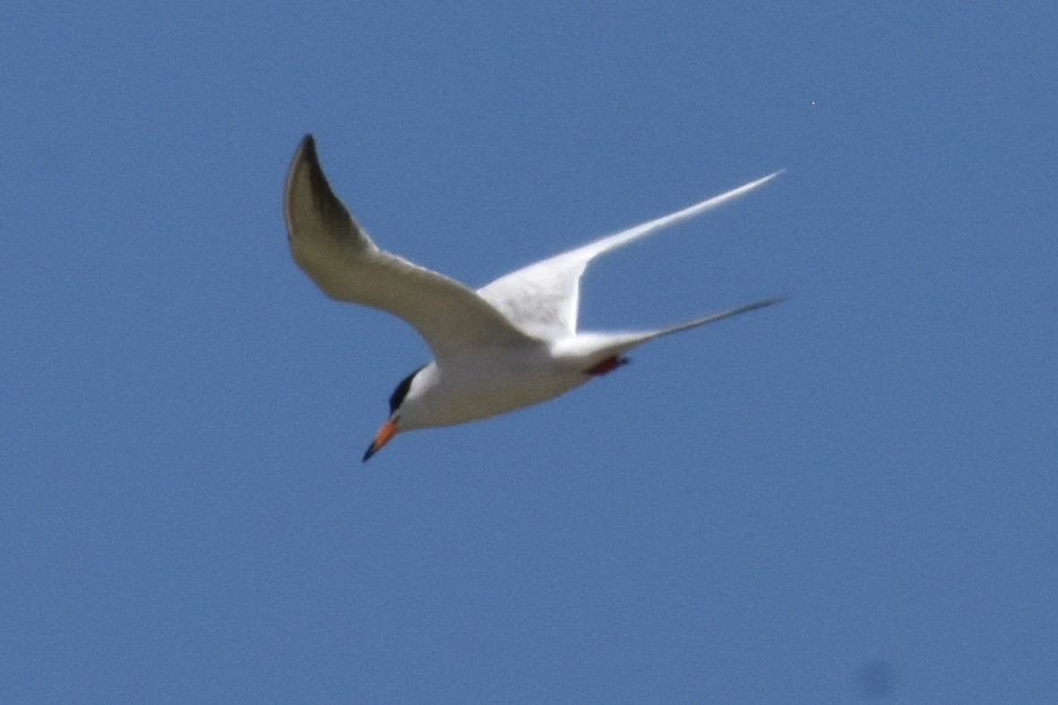 Caspian Tern - ML620282413