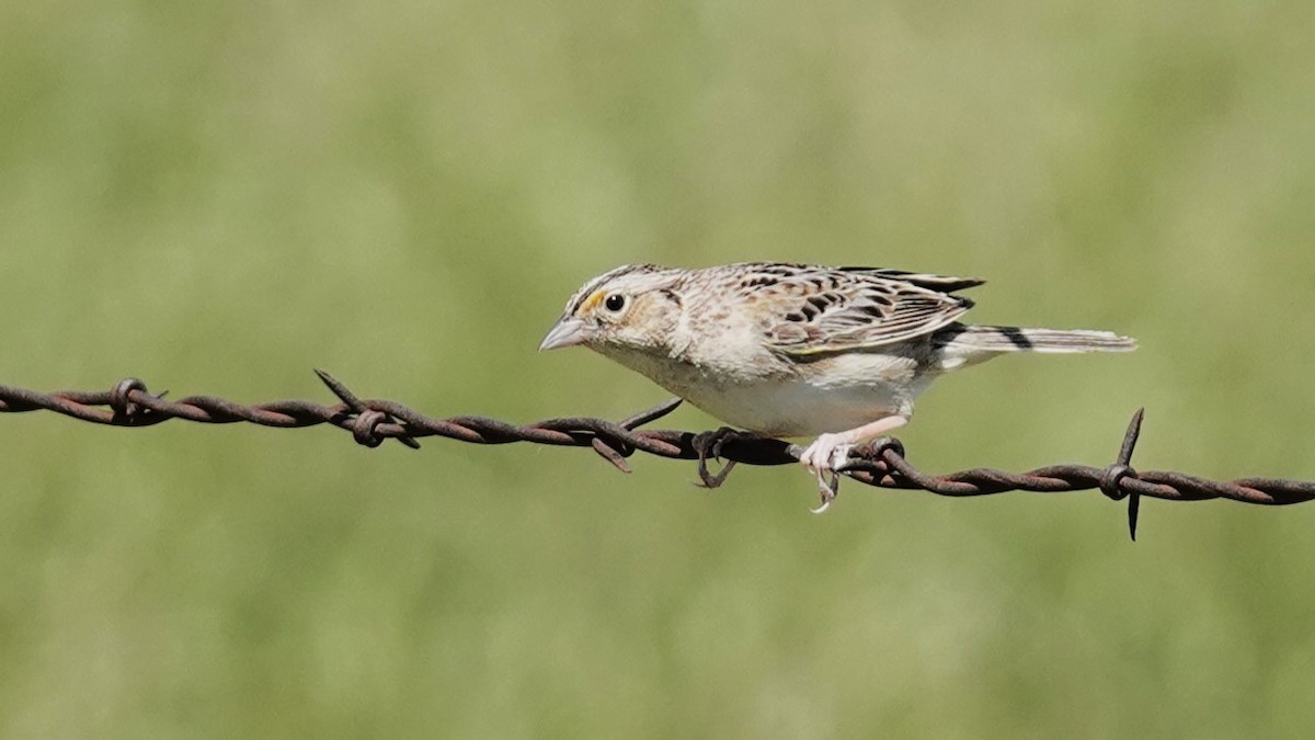 Grasshopper Sparrow - ML620282414