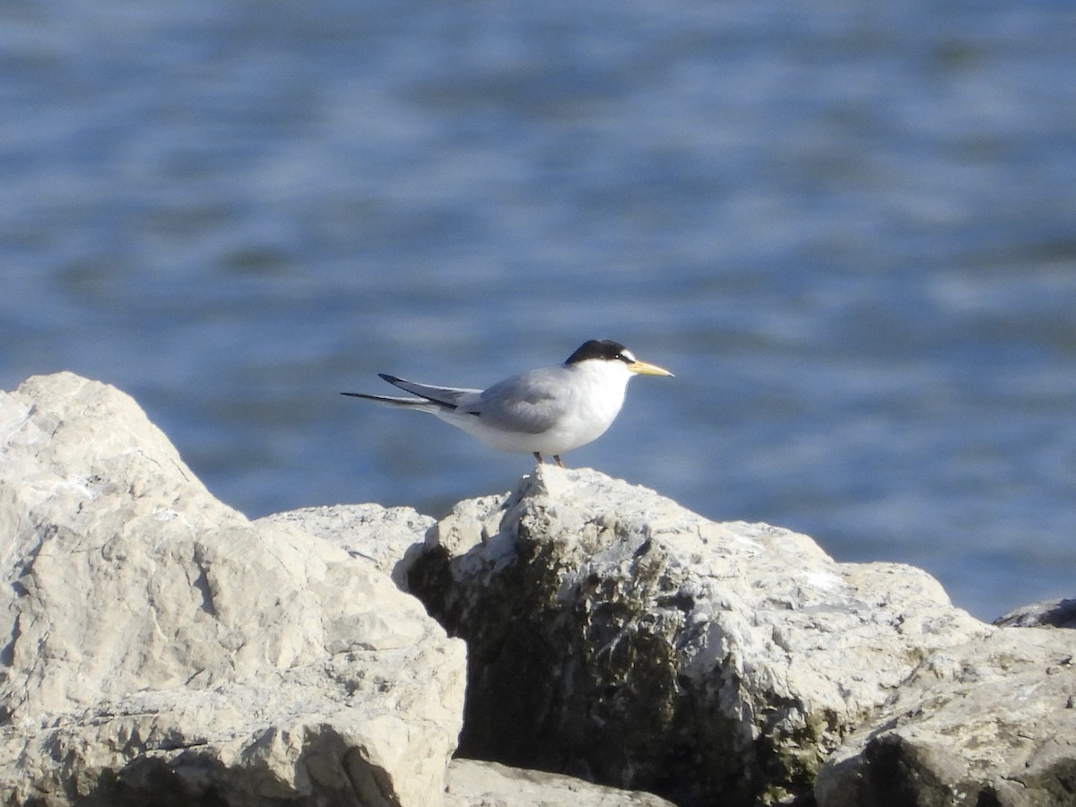 Least Tern - ML620282425