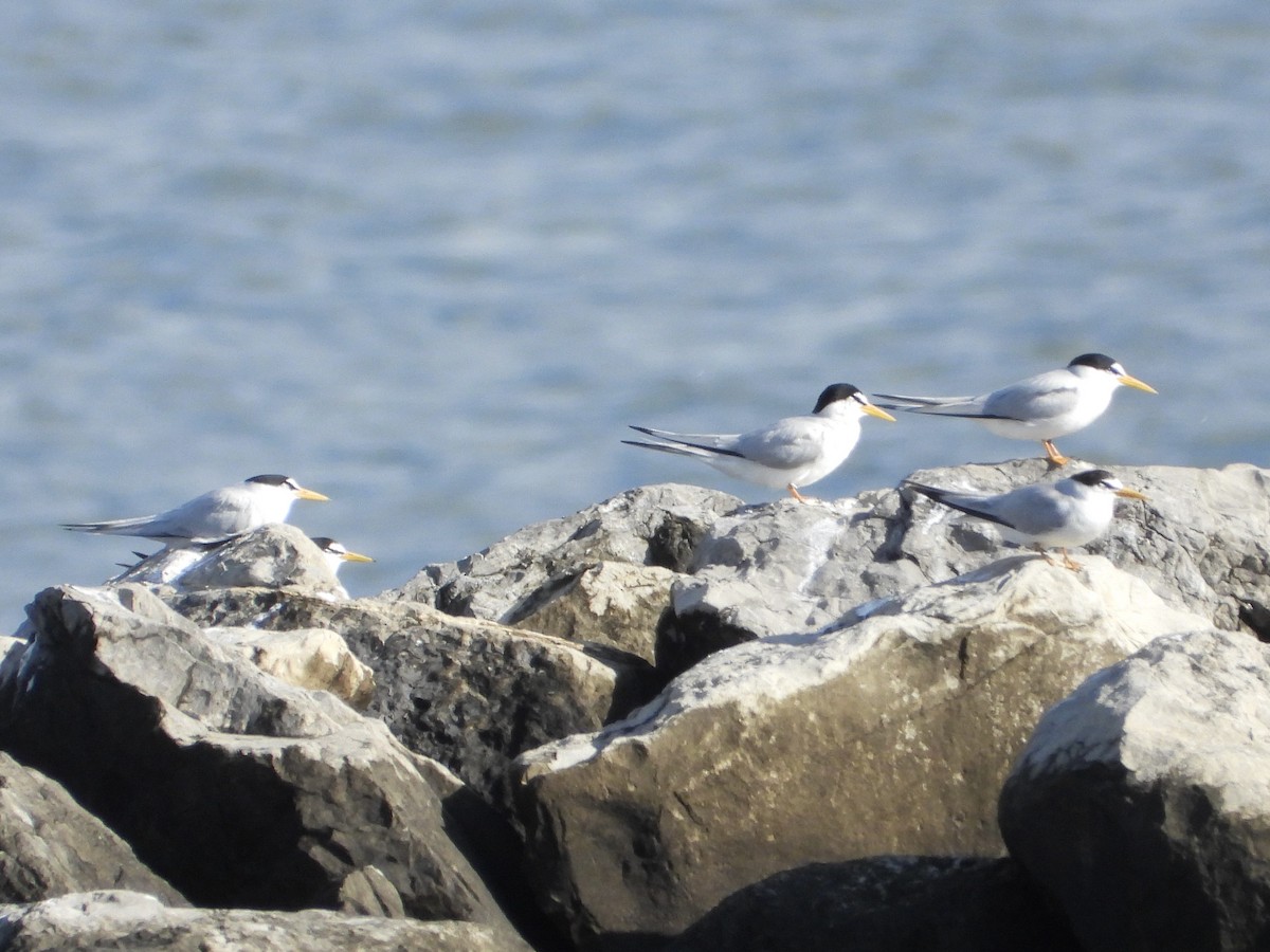 Least Tern - Melanie Kass