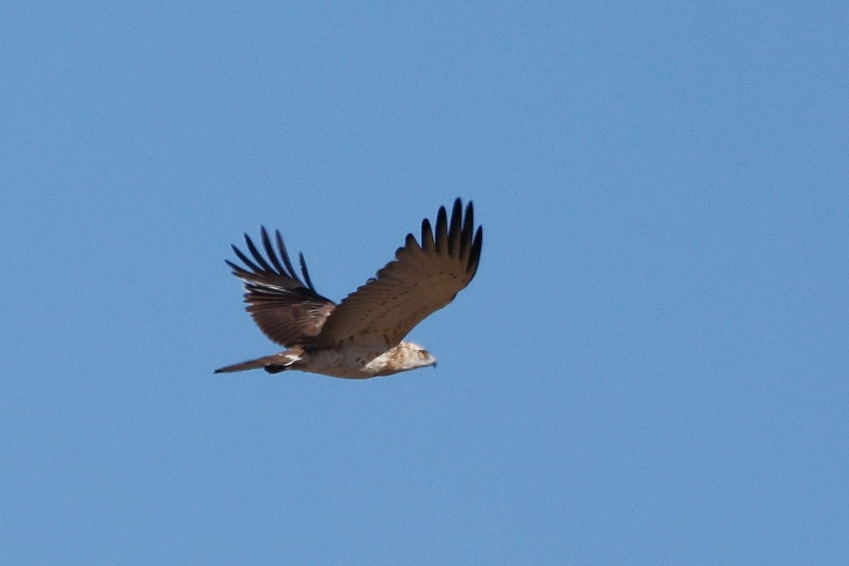 Booted Eagle - ML620282429