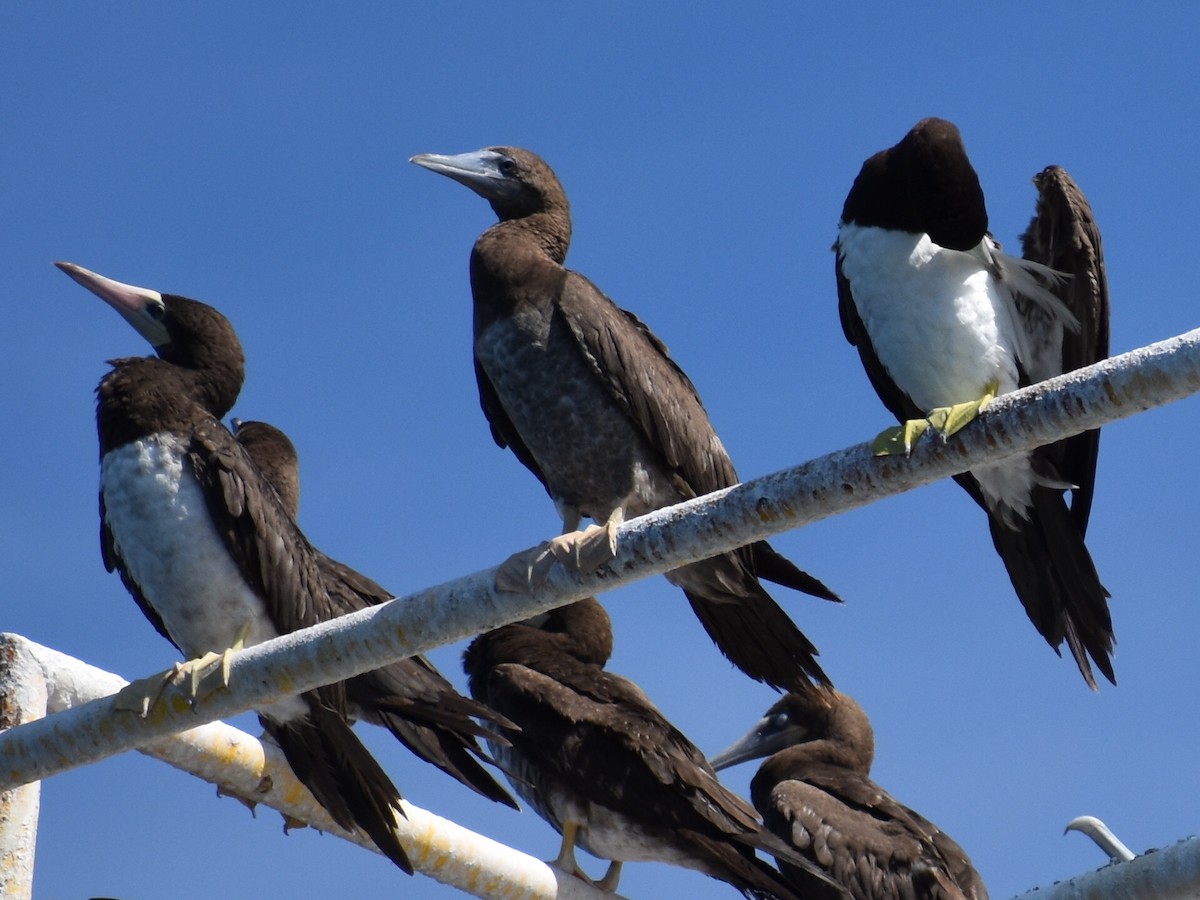 Brown Booby - ML620282437