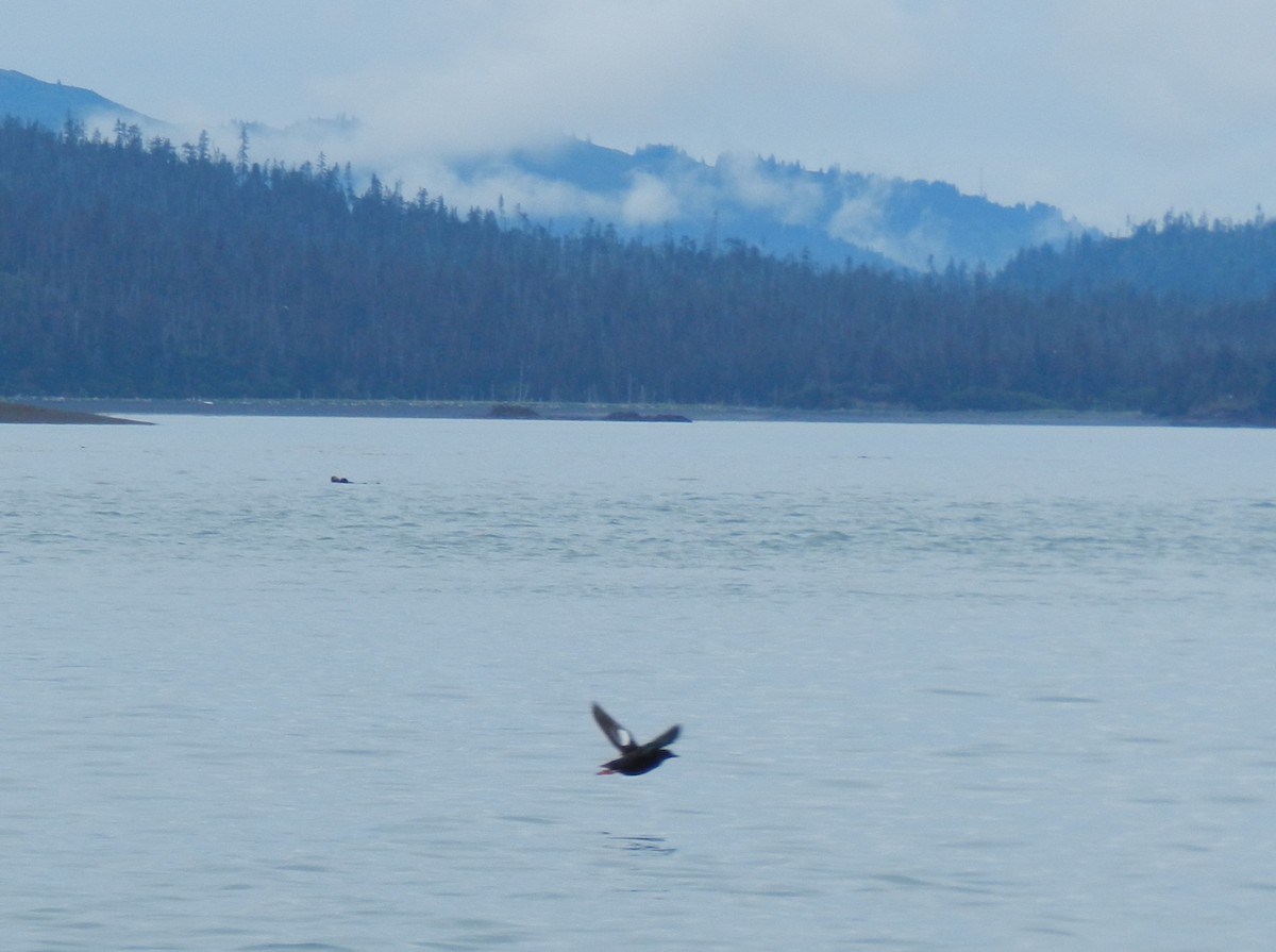 Pigeon Guillemot - ML620282440