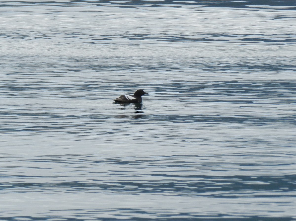 Pigeon Guillemot - ML620282441