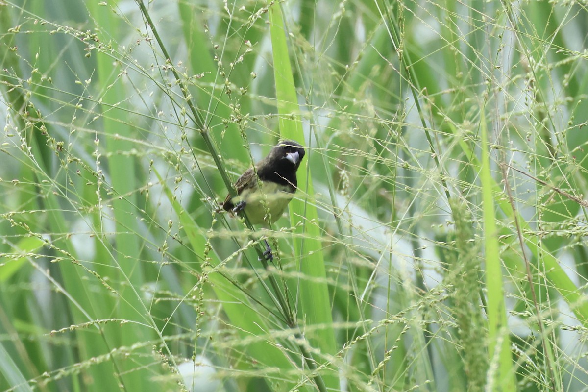 Yellow-bellied Seedeater - ML620282442