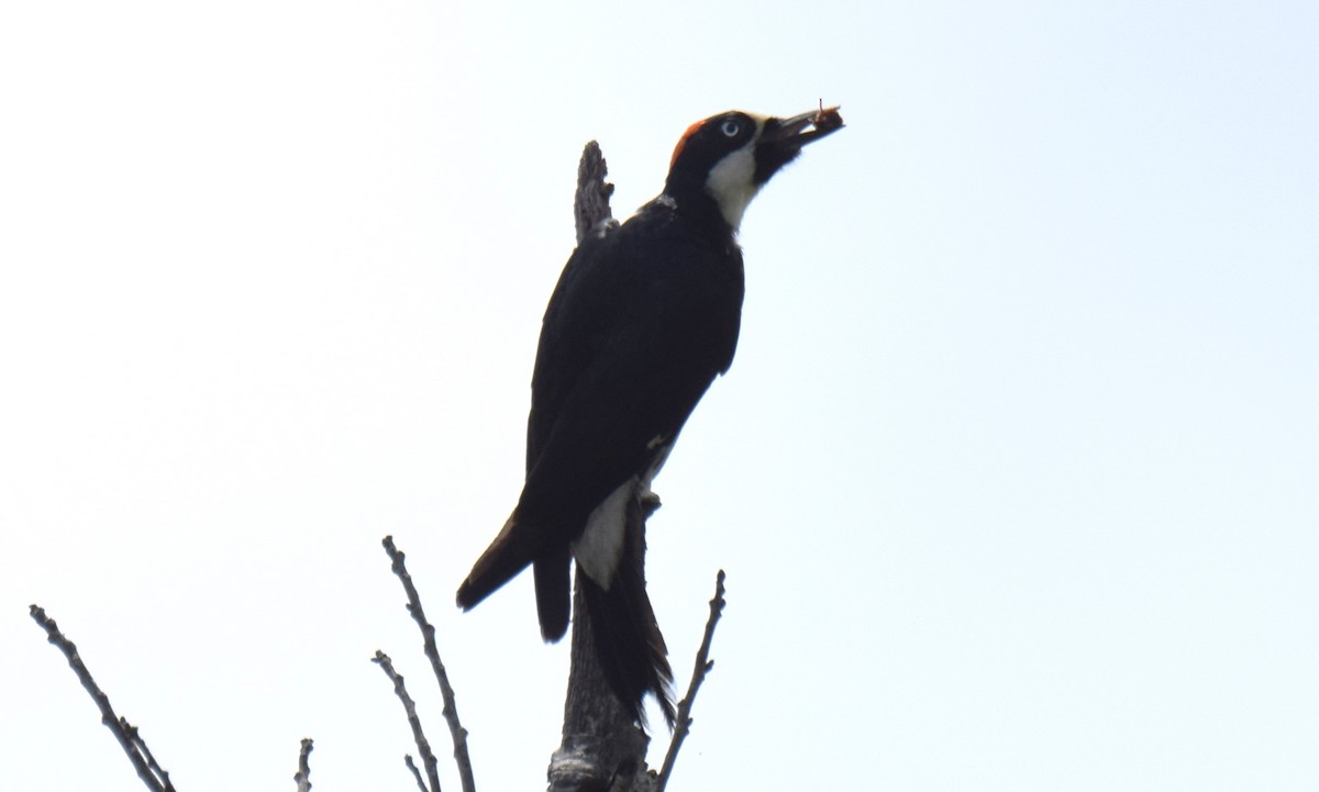 Acorn Woodpecker - ML620282443